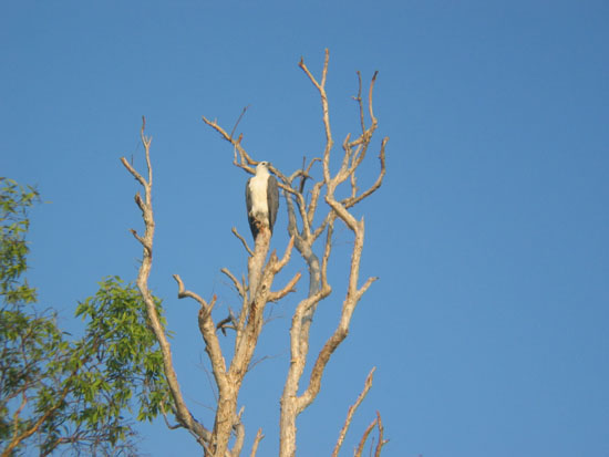 aigle pecheur  - sea eagle